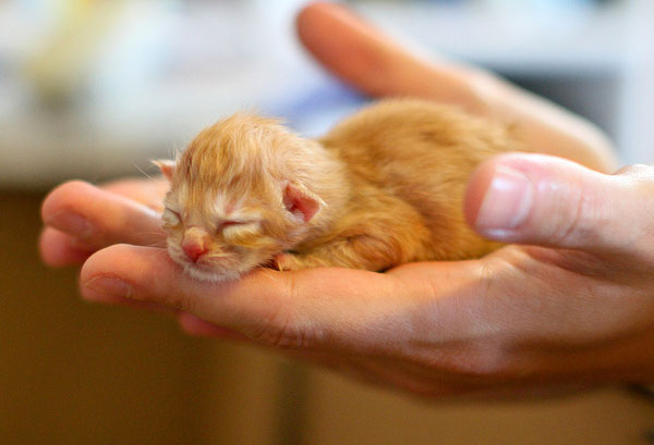 1379650425_tiny_ginger_kitten.jpg