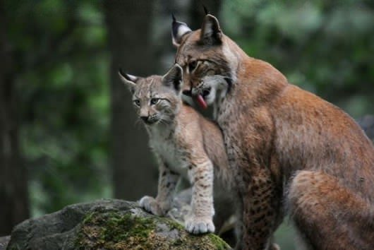 1379799760_bobcat_mother_and_baby.png