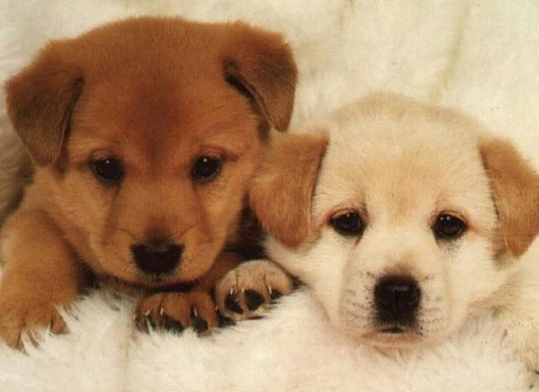 1379997484_cute-baby-dogs-pic.jpg