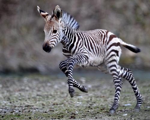 1380496659_baby_zebra_running.jpg