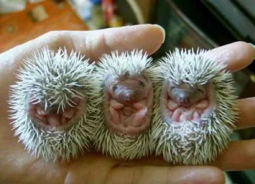 1380594284_baby-hedgehogs.jpg