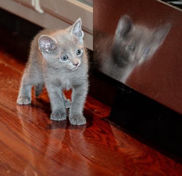 1380686191_russian-blue-kittens-41.jpg