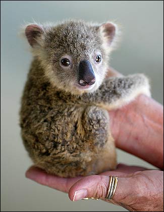 1380802821_1_baby_koala.jpg