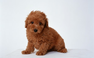 1381007702_dog-poodle-animal-cute-fluffy-600x375.jpg