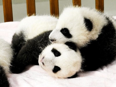 1381412451_pile-of-panda-babies-5-636.jpg