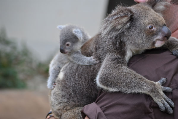 1383794881_baby-koala-8.jpg