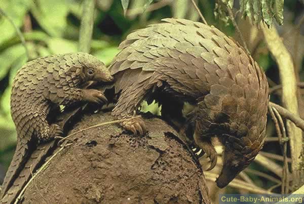 1383878892_baby-pangolin-riding-mothers-tail.jpg