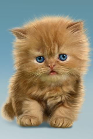 1384399445_1_little_ginger_kitten.jpg