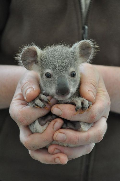 1384705431_baby-koala-bear-in-hands.jpg