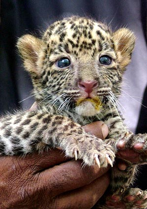 1385662720_1_baby_clouded_leopard.png