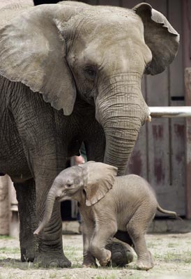 1386255093_3_day_old_baby_elephant.jpg