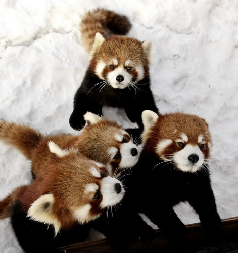 1386343765_4-baby-red-pandas.jpg