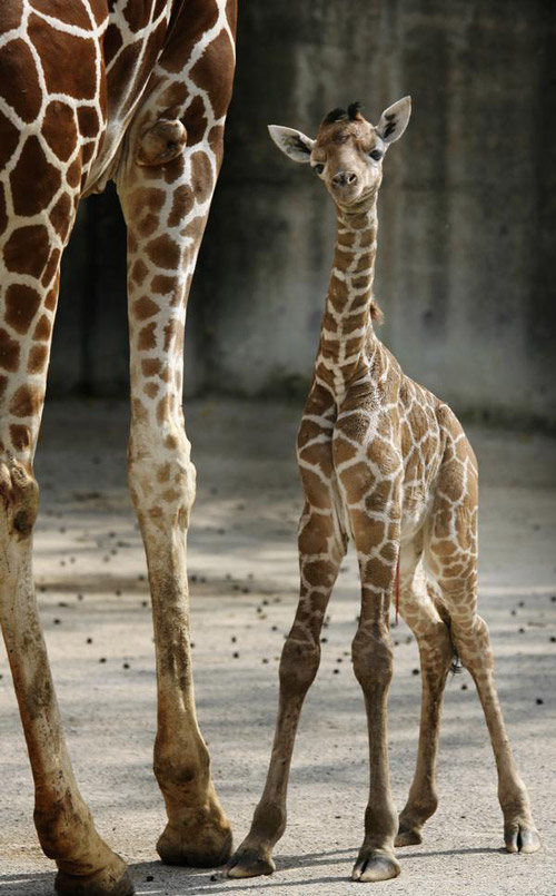 1387142305_1_baby_giraffe_and_mother.png