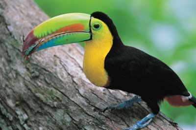 1387357796_4218202e_toucan-with-cicada_jpg.jpg