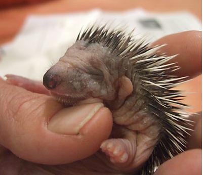 1387461035_baby_hedgehog.jpg