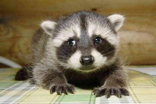 1387649470_baby_badger.jpg