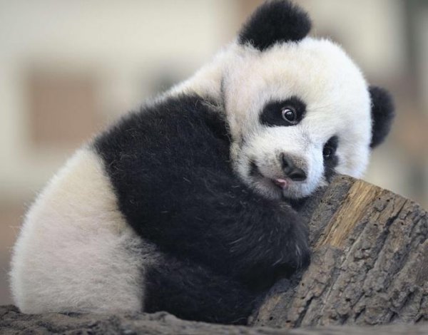 1387744261_adorable_panda.jpg