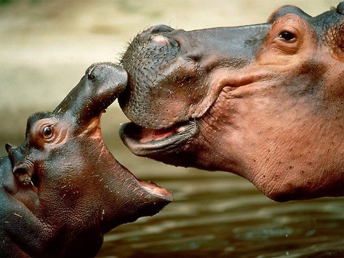 1388289243_baby_hippo_and_mom.jpg