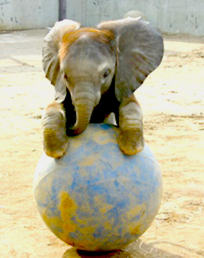 1390165570_babyelephant_display.jpg