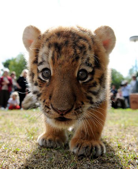 1390267236_baby-tiger-l.jpg