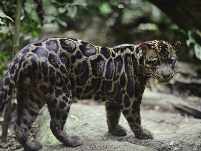 1391402906_bornean_clouded_leopard_2.jpg