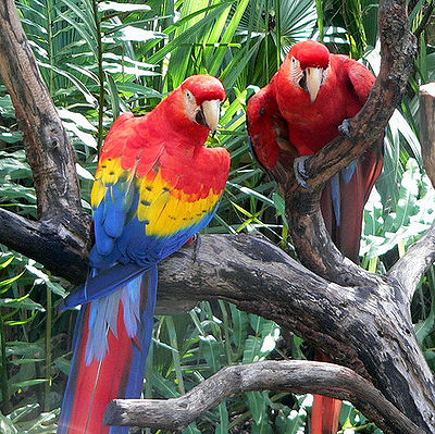 1392690736_400px-scarlet_macaws.jpg