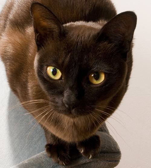 1393088130_burmese-cat-crouching-500.jpg