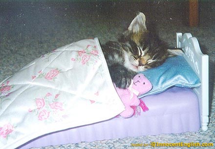 1393186599_cute-sleeping-kitten-teddybear.jpg