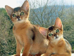 1393471538_abyssinian-cat-osirus2.jpg