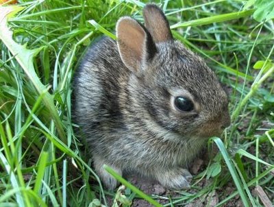 1393471915_baby-rabbits2.jpg