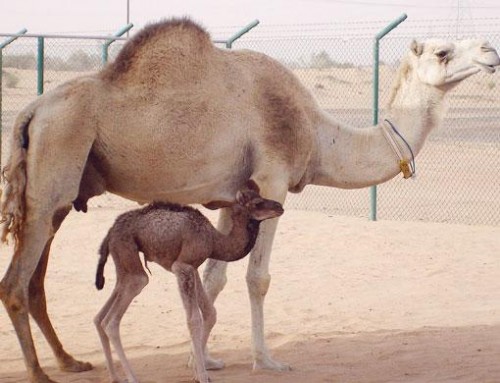 1393700073_camel_one_hump_arabian_dromedary.jpg