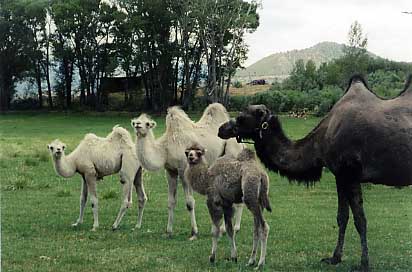 1393779868_bactrian_camels_1.jpg