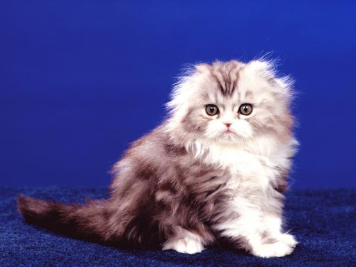 1394410184_cat_breeds-scottish_fold_cat.jpg