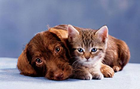 1396207649_dogs-and-cats1.jpg