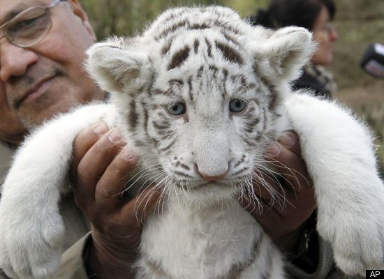 1396289228_white_tiger_cub_1.jpg