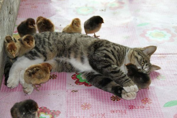 1396307380_cat_and_baby_chicks.jpg