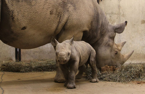 1396432305_baby-rhino6.jpg