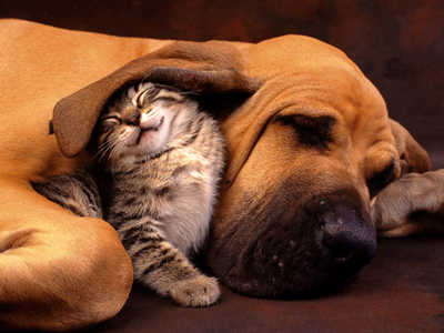 1396923118_dogs-and-cats3.jpg