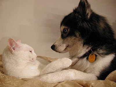 1397532967_dogs-and-cats7.jpg