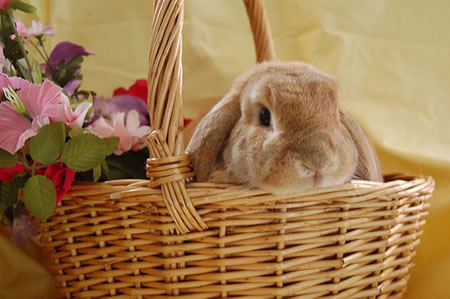 1397620011_bunny-basket-source_3c2.jpg