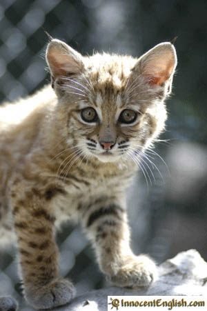 1398170669_cute-baby-bobcat-pic.jpg