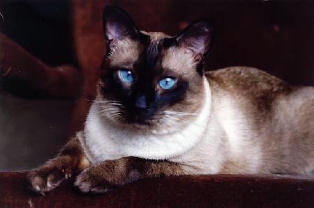 1398557214_traditional_siamese_cat_1.jpg