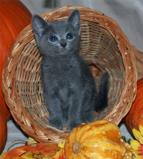 1398737529_russian_blue_cat.jpg