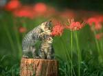 1399006311_kittens_pawing_flower.jpg