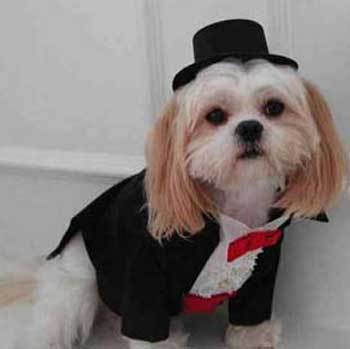 1399296718_dog_in_tuxedo.jpg