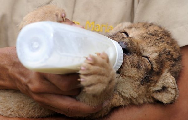 1399347465_lion_cub_with_bottle.jpg