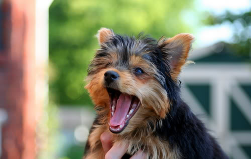 1399792012_yorkie-puppy-pictures2.jpg