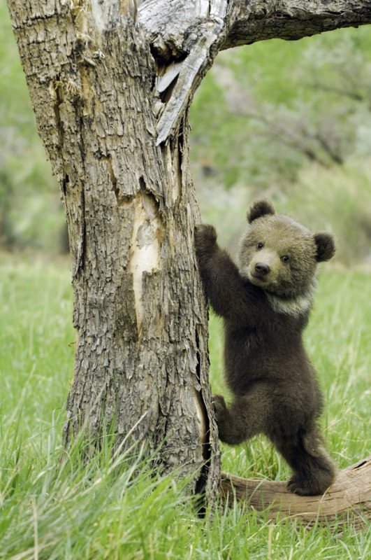 1399953018_baby_grizzly_bear1.jpg