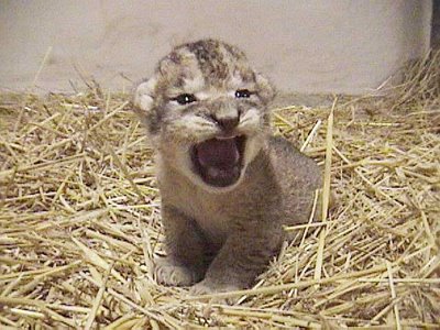 1400062015_baby-lion2.jpg