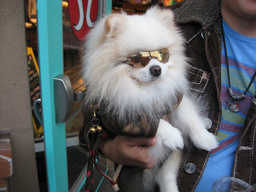 1400119747_dog_with_sunglasses.jpg